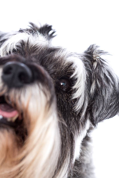 istock Eye of a pretty schnauzer dog 183078224