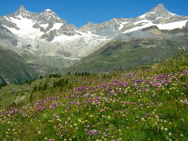 bergwiesen voller wildblumen und gletscherspitzen schweizer alpen zermatt, schweiz - bergwiese stock-fotos und bilder