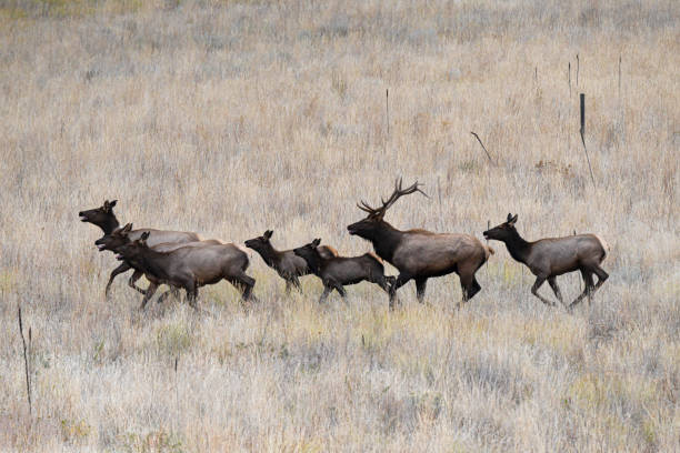 istock Herd of elk running through a field 1830782564