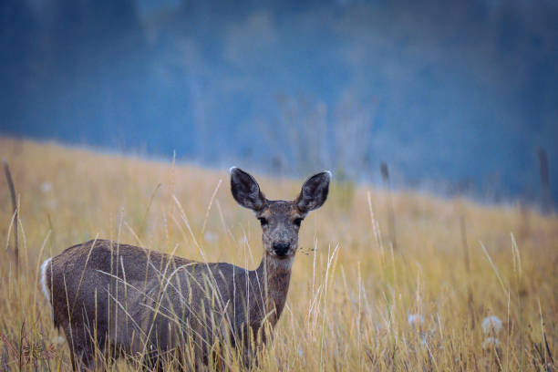 istock Female mule deer in a grassland field in the fall 1830782566