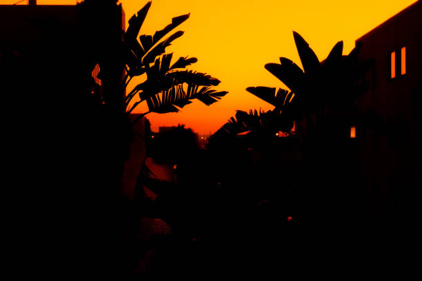 Palm trees and tropical plants at sunset