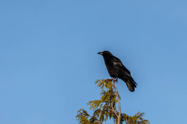 istock The northwestern crow. Delta, British Columbia, Canada 1830784742