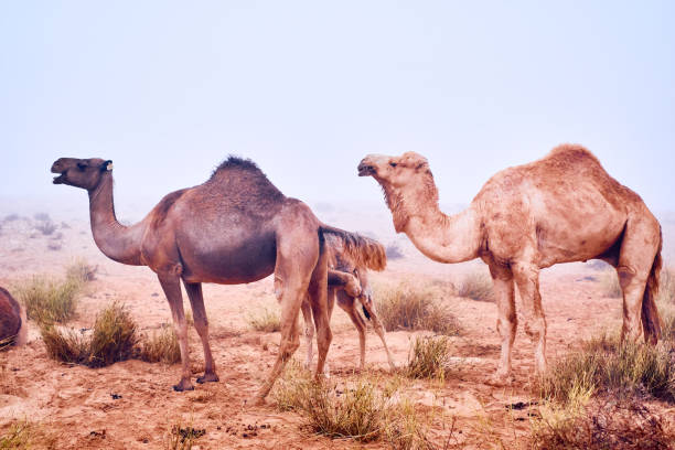 istock camels in the desert 1830788517