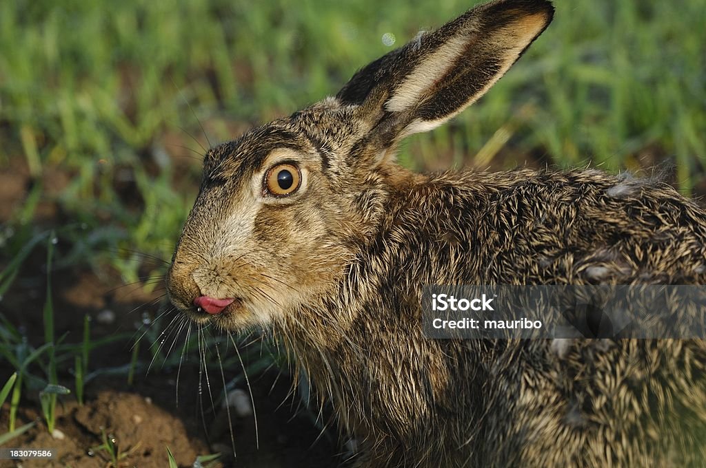 Lepre (lunga paura europaeus) - Foto stock royalty-free di Caccia - Sport con animali