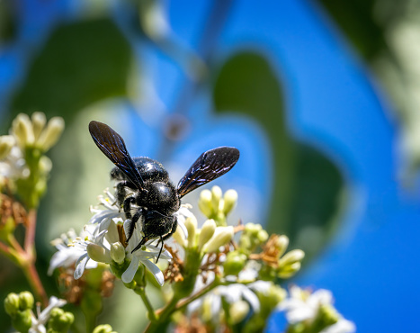 Macro of a black carpenter bee pollinating at the blossoms of a seven son flower bush