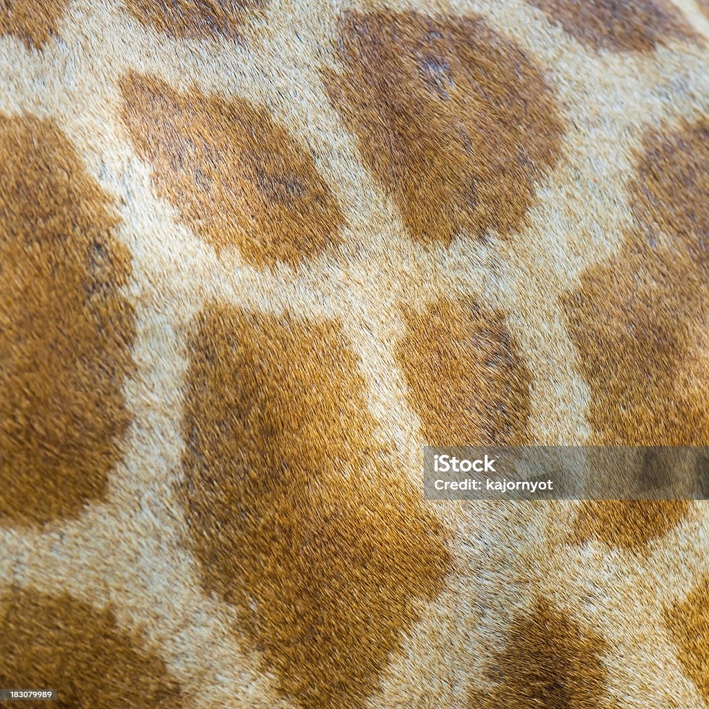 Textura de pele de girafa - Foto de stock de Leopardo royalty-free