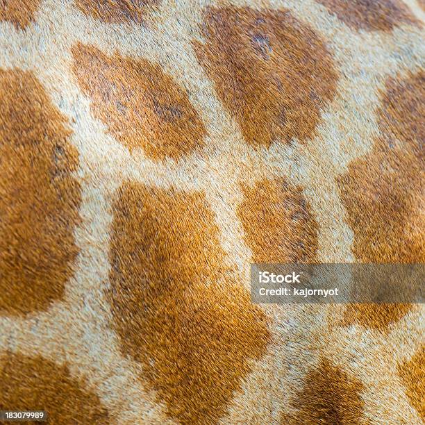 Foto de Textura De Pele De Girafa e mais fotos de stock de Leopardo - Leopardo, Organização, Abstrato