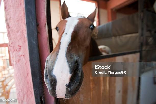 安定した馬で - ウマのストックフォトや画像を多数ご用意 - ウマ, スポーツ, スポーツ熱