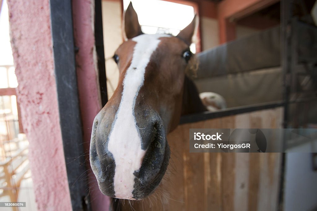 Лошадь в стабильной - Стоковые фото Амбар роялти-фри