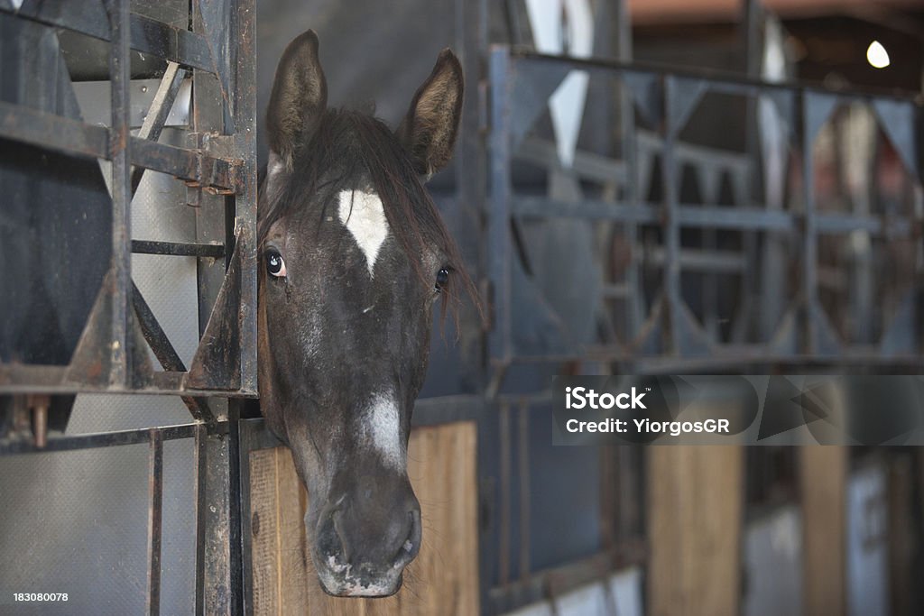 馬小屋の馬 - ウマのロイヤリティフリーストックフォト