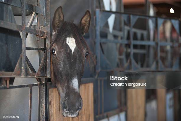 馬小屋の馬 - ウマのストックフォトや画像を多数ご用意 - ウマ, スポーツ, スポーツ熱