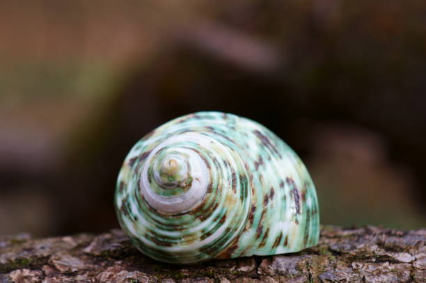 Seashell on white