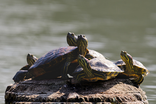 Red Eared Turtle, Trachemys scripta, in the wild. A group of turtles close up.