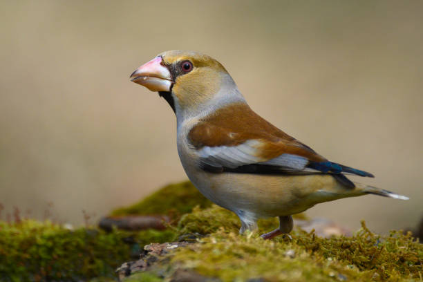 Hawfinch Coccothraustes coccothraustes. Bird beautiful background. Side view. Close up.