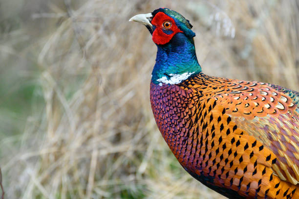 istock Ringneck Pheasant, Phasianus colchicus in the habitat 1830804424