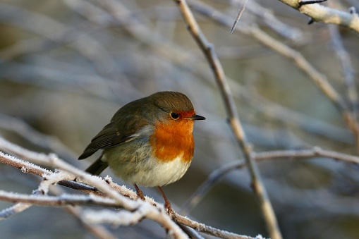 Robin perched in a frosty tree in winter