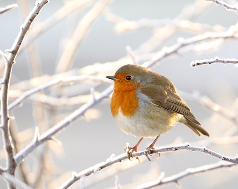 A red breasted European Robin sitting on a branch with freshly fallen snow on a winters day in an English woodland.