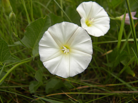 A white blossoming bell-shaped flower against a background of green grass