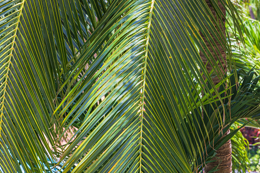 Palm Leaves detail, for background.