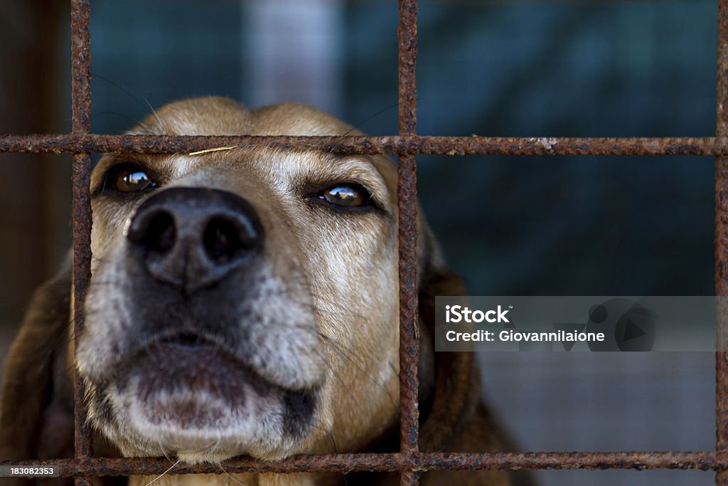 Dog is looking through his prison Head of a hunting dog looking melancholically through the bars of his cage Dog Stock Photo