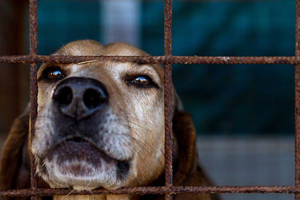 Dog is looking through his prison Head of a hunting dog looking melancholically through the bars of his cage sad dog shelter stock pictures, royalty-free photos & images