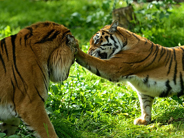 istock Portrait of tiger 183082372