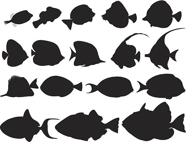 ilustraciones, imágenes clip art, dibujos animados e iconos de stock de siluetas de tropical fishes/poissons tropicaux ombragés - bannerfishes