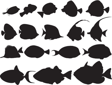 Silhouettes of tropical fishes:Yellow Bofish,Clown-fish,Razor surgeonfish,two Yellow tang,Sailfin Tang,Masked Butterflyfish,Copperband Butterflyfish,Banner fish,Moorish Idol,Yellow Longnose Butterflyfish,Surgeon Blue,Achille Tang,Powder Blue Surgeon,Blue Triggerfish,Ballista picasso,and Blue Line Trigger.Fish-Yellow Chest,Clownfish,RazorFish Surgeon,Two Fish Yellow Surgeon,Veiled Surgeon,Masked Butterfly Fish,Chelmon Rostratus or Chelmon has copper band, Coachfish,Horned Slicerfish,Long-billed Pinchfish,Blue Surgeon or Flag Bearer,Red-spotted or Red-tailed Surgeon,White Breast Surgeon,Blue Ballista,Picasso Ballista Fish and Blue Lined Ballista. Aussi disponible / Also available in Illustrator CS2
