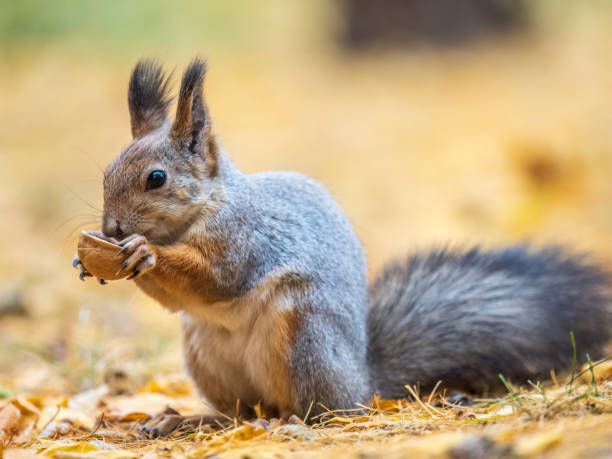 istock Autumn squirrel with nut sits on green grass with fallen yellow leaves 1830830189