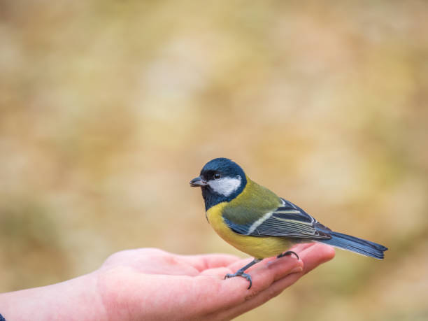 istock A tit sits on a man's hand and eats seeds. 1830830195