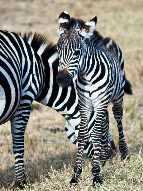 Youngling zebra standing next to his mother on a background of grass