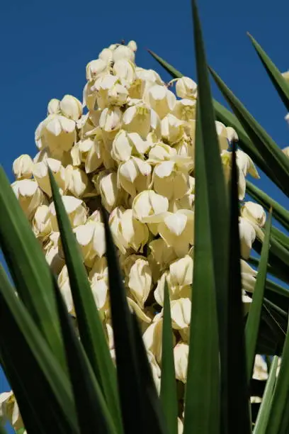 white blooming yucca gloriana on the streets of Buenos Aires, Argentina
