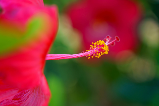 Pink Hibiscus in the sunlight against blue and cloudy sky of Easter Island, Chile