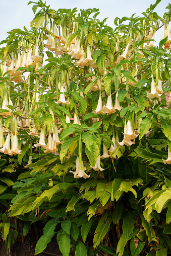 Angel's Trumpet Flowers on Easter Island, Chile ​