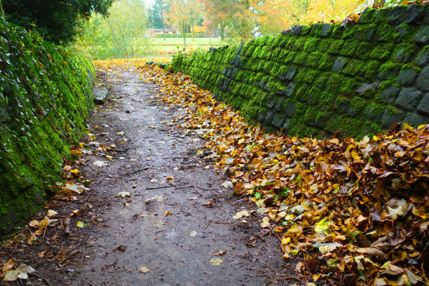 istock An ascending footpath in autumn colors 1830841943