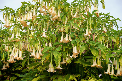 Angel's Trumpet Flowers on Easter Island, Chile ​