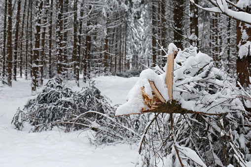 Fallen trees under the snow load, heavy snowfall damages forest.