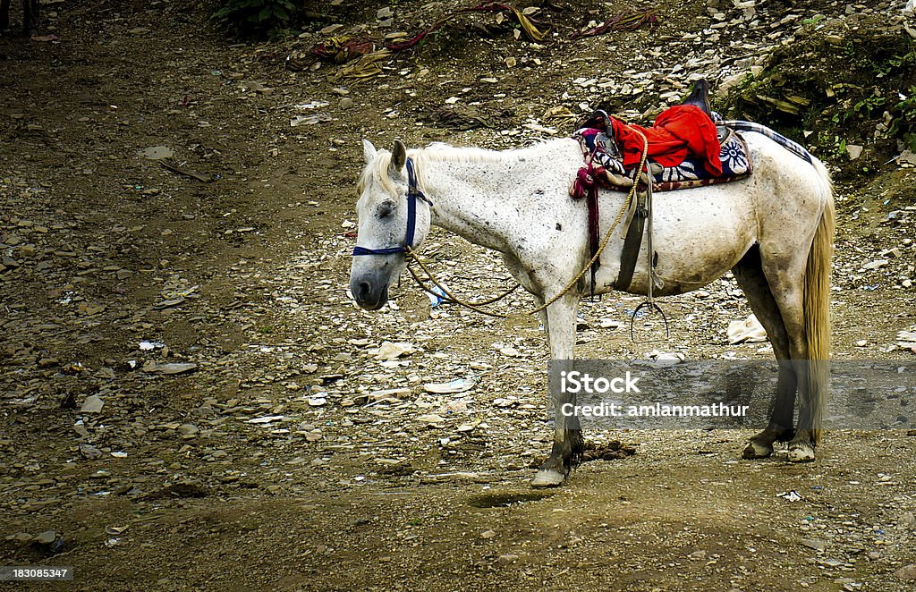 Com mula de carga no hills - Royalty-free Animal Foto de stock