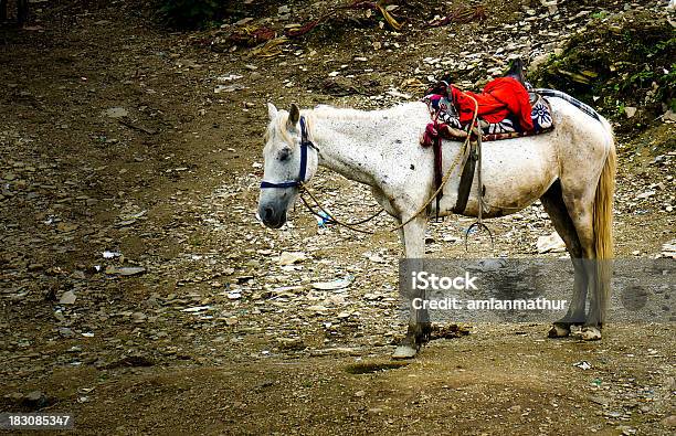 Com Mula De Carga No Hills - Fotografias de stock e mais imagens de Animal - Animal, Carregar, Carregar - Atividade