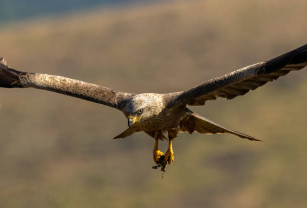 istock Black Kite in natural habitat 1830855296