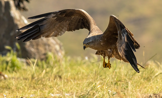 Black Kite in natural habitat