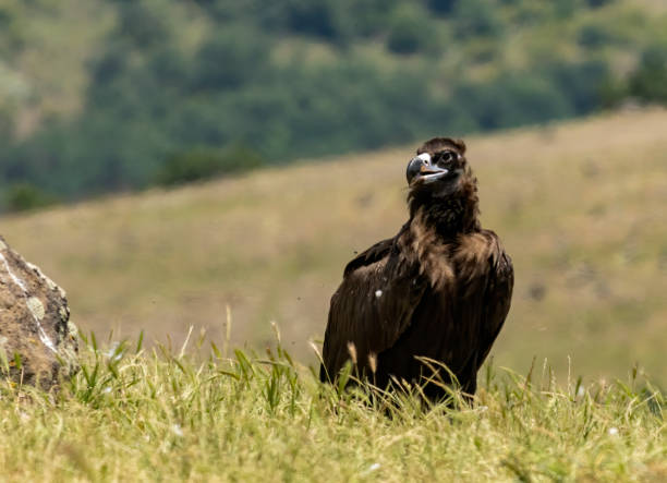 istock Cinereous vulture sitting on feeding station 1830858243