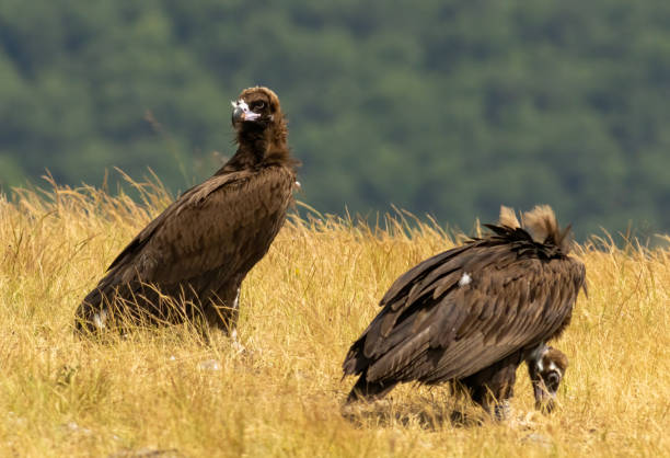 istock Cinereous vulture sitting on feeding station 1830860641