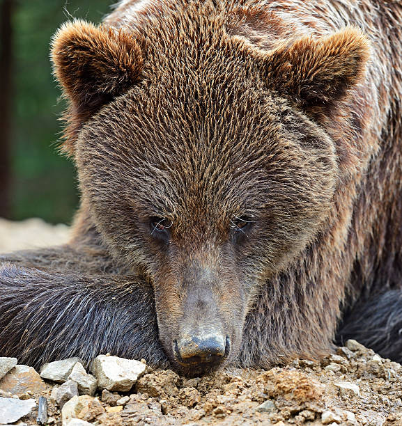 istock Brown bears in the Carpathians. 183086470