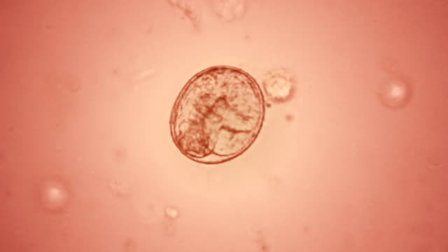 Embryo in the egg