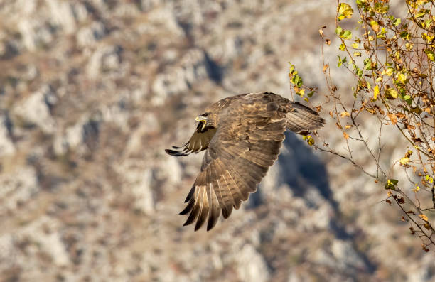 istock Common Buzzard in autumn mountain 1830866999