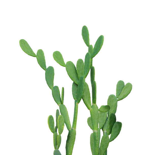 istock Spineless Prickly Pear Cactus Isolated on White Background with Clipping Path 1830869191