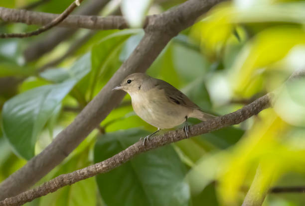 istock Garden warbler sitting on branch 1830876125