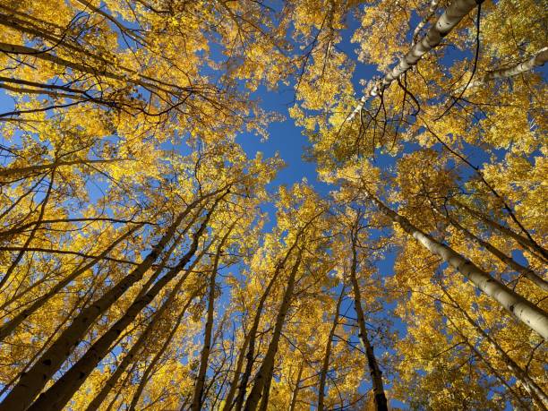 istock Fall trees and blue skies in Crested Butte, CO 1830878271