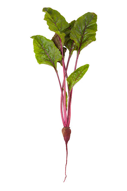 レッドのビートで分離白背景 - beet common beet isolated root vegetable ストックフォトと画像